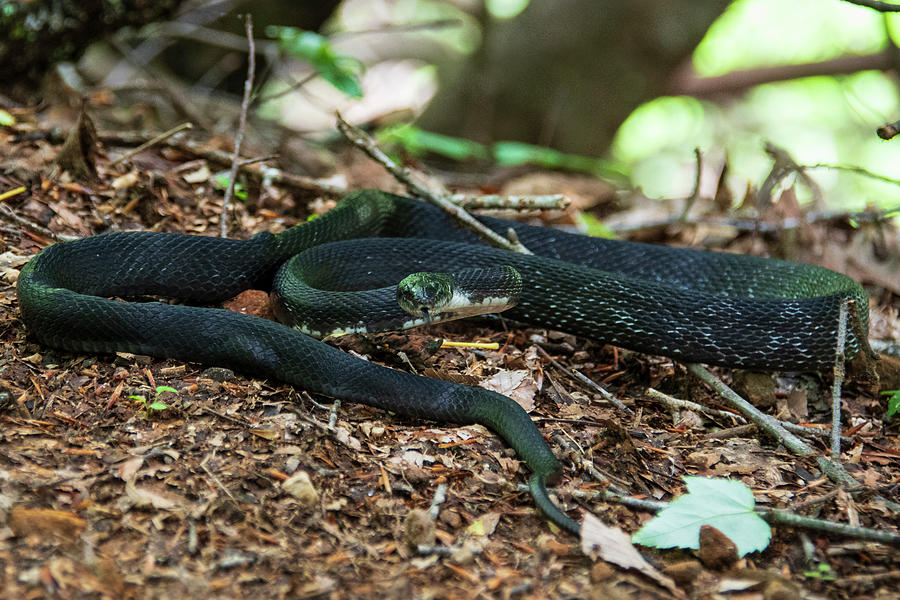 Black Rat Snake Photograph by Melissa Southern