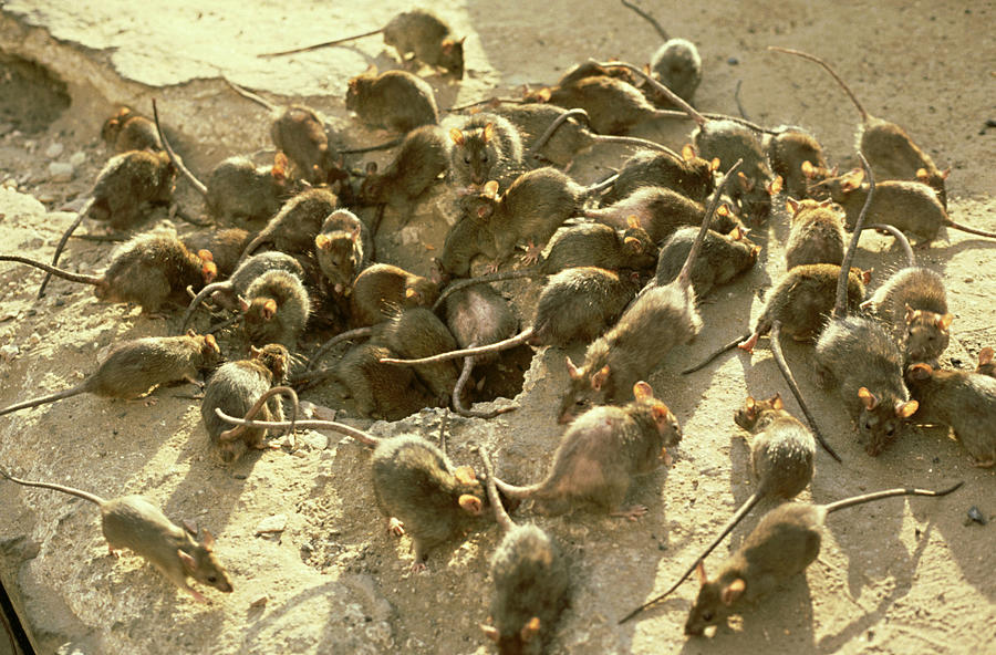 Black Rats, Rattus Rattus, Plague, India Photograph by John Downer