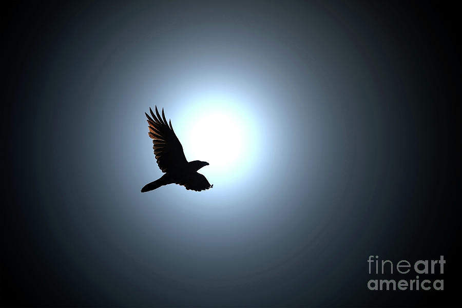 Raven Digital Art - Black Raven Flies against Full Moon by Taina Sohlman