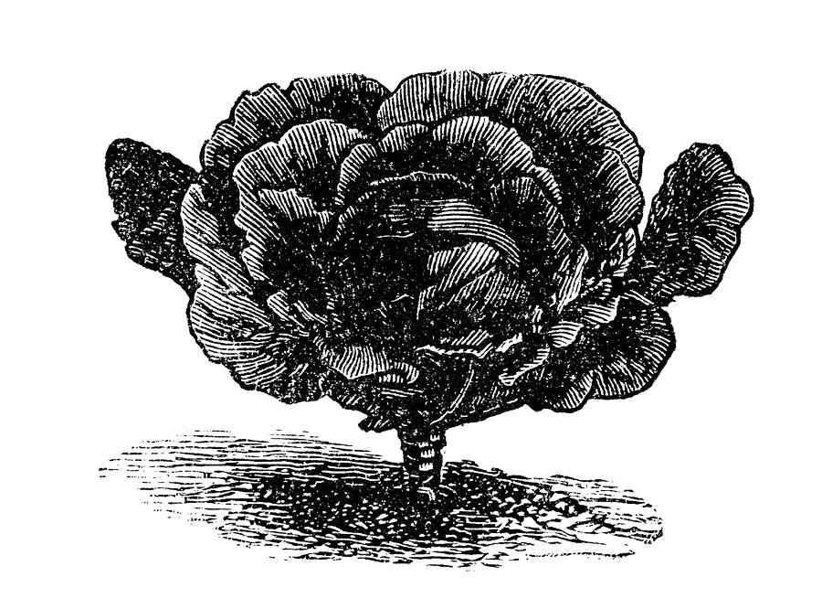 Black-red Erfurt cabbage Drawing by Nastasic