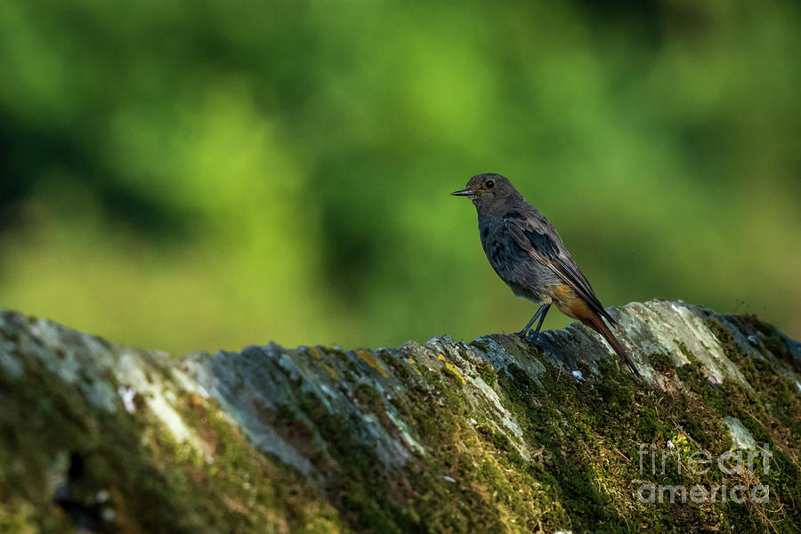Black Redstart Perched on Stone Wall Blurred Background O Seixo Galicia Photograph by Pablo Avanzini