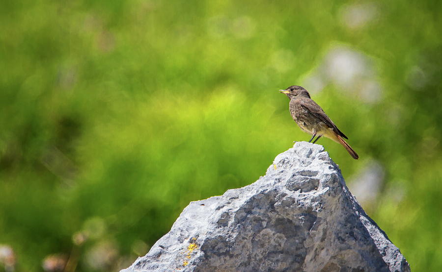 Black Redstart, Phoenicurus ochruros, on a Stone, Alps, France Photograph by Elenarts - Elena Duvernay photo