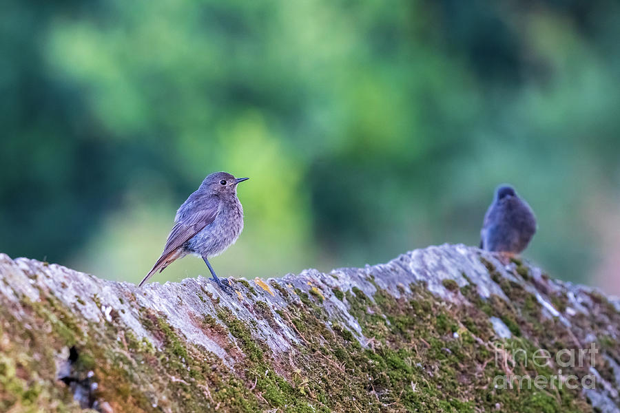 Black Redstart Phoenicurus ochruros Perched on Stone Wall O Seixo Mugardos Galicia Photograph by Pablo Avanzini