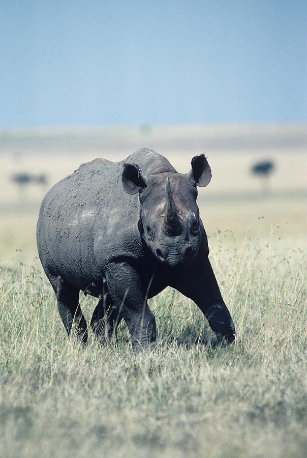 Black rhino, Africa Photograph by Tom Brakefield