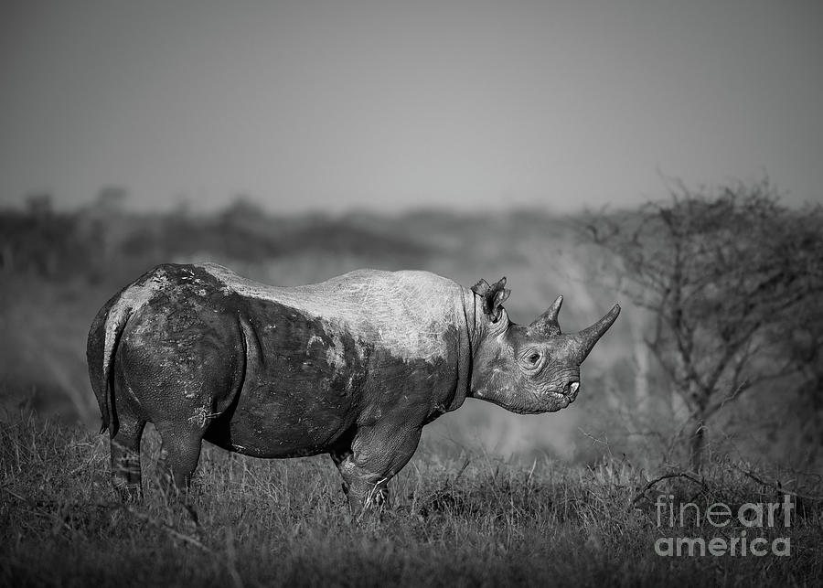 Black Rhino At Sunrise Photograph