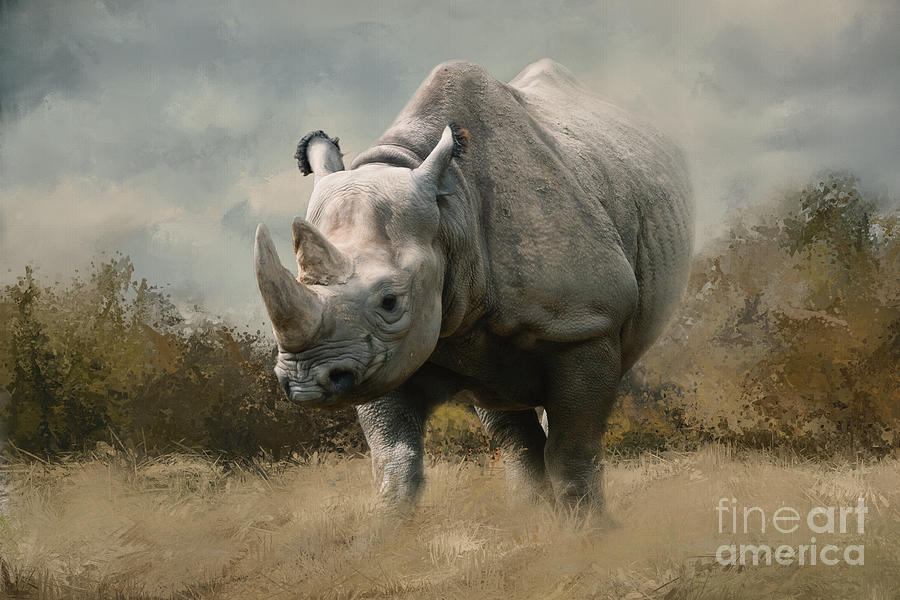 Black Rhino Photograph by Ed Taylor