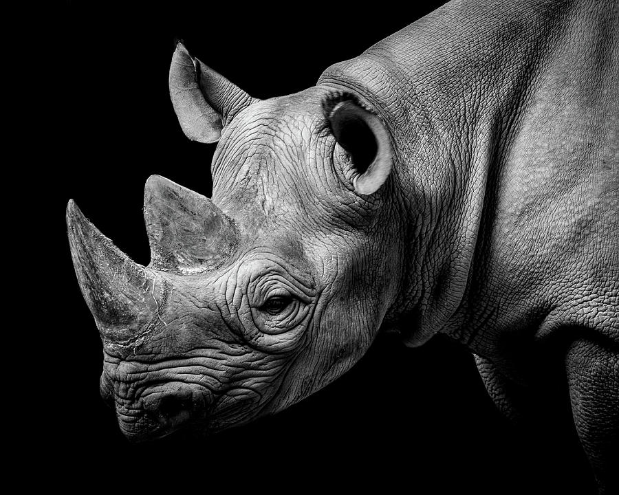 Black Rhino Photograph by Gary Cox - Fine Art America