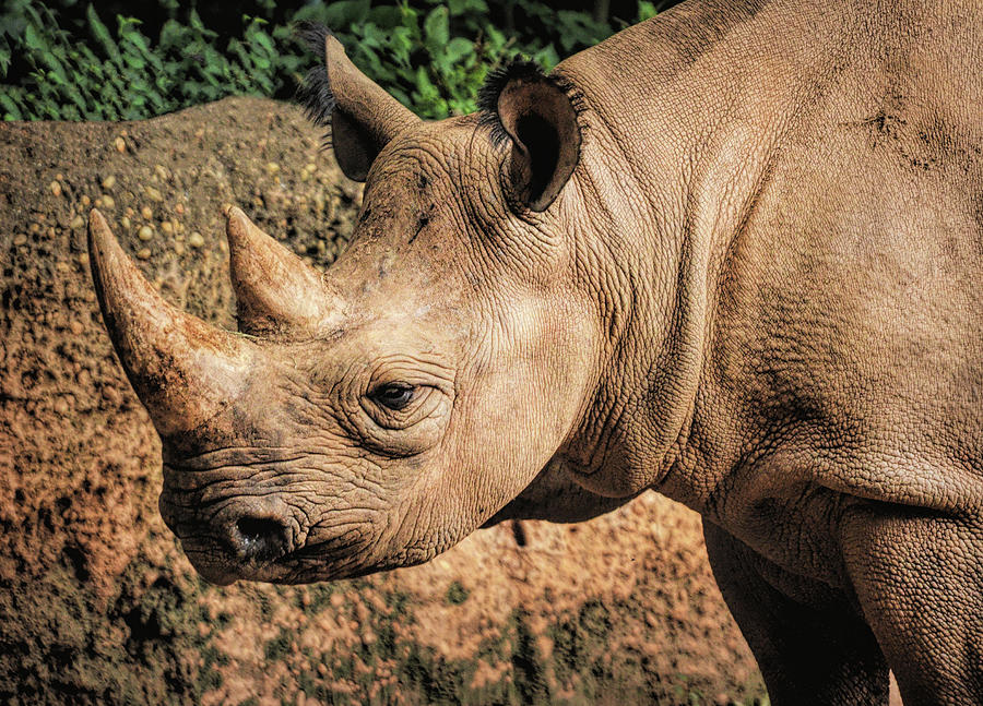 Black Rhino Photograph by Karen Cox
