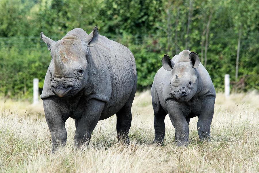 Black Rhino mother and calf Photograph by Fiona Etkin | Pixels