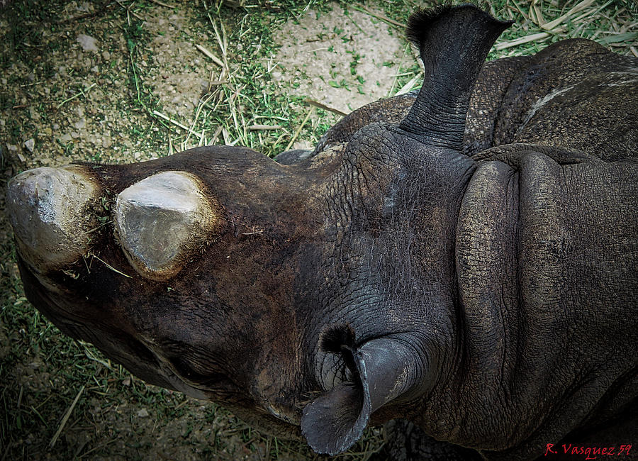 Black Rhino Photograph by Rene Vasquez