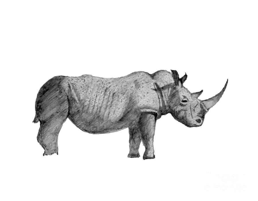 Black Rhino Drawing by Stephen Brooks | Fine Art America