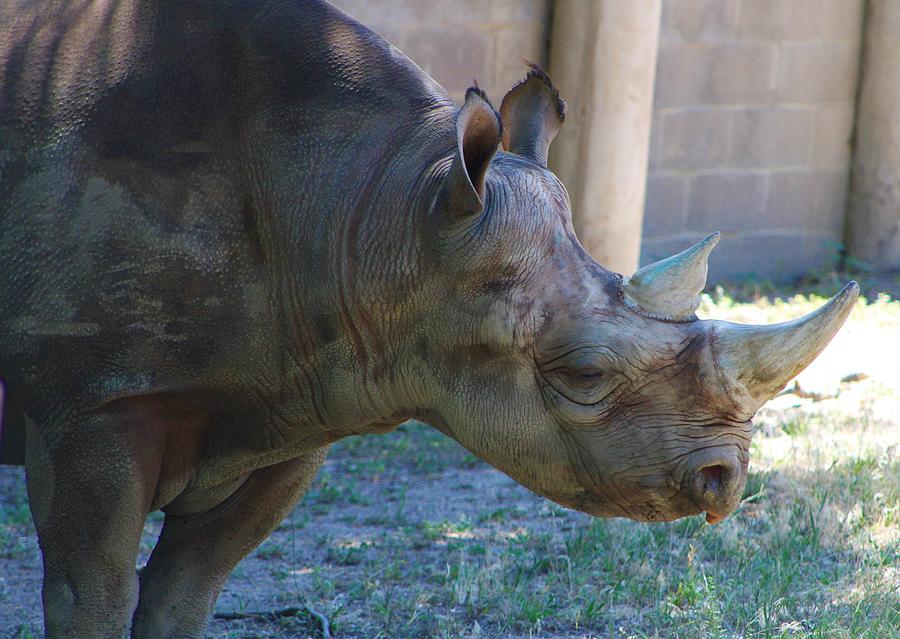 Black Rhinoceros Profile Photograph by Brittney Powers | Pixels