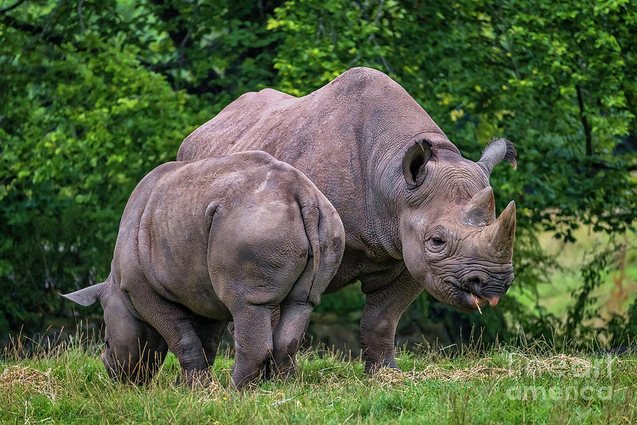 Black Rhinos Photograph by Adrian Evans