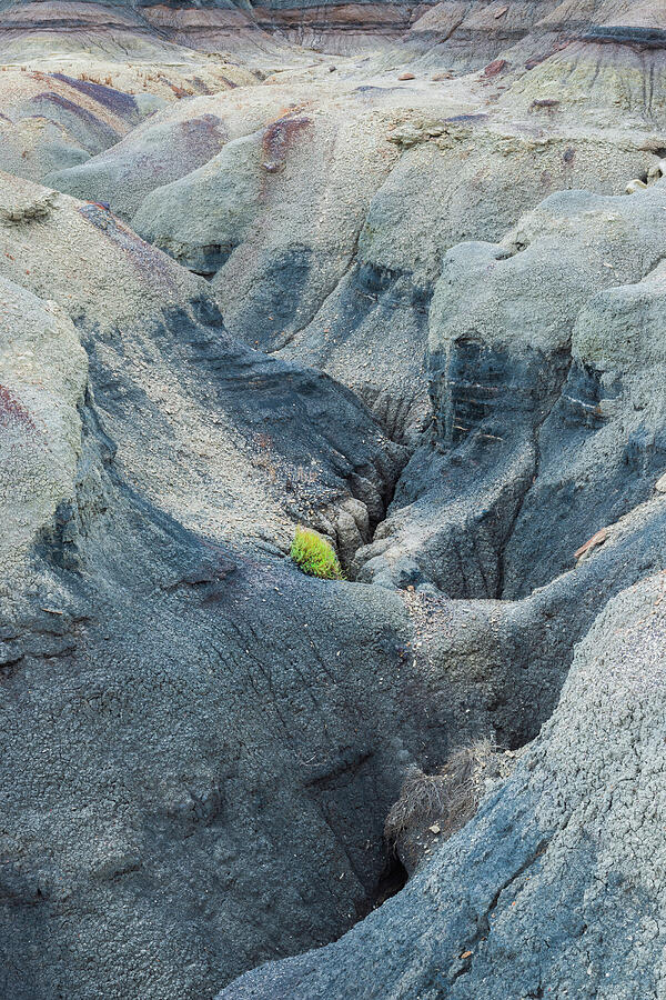 Black Rill, Green Shrub - Bisti Badlands Photograph by Alexander Kunz