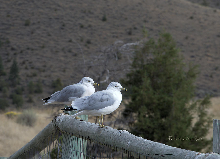 Ring-Billed Gulls On A Fence Rail Photograph by Kae Cheatham