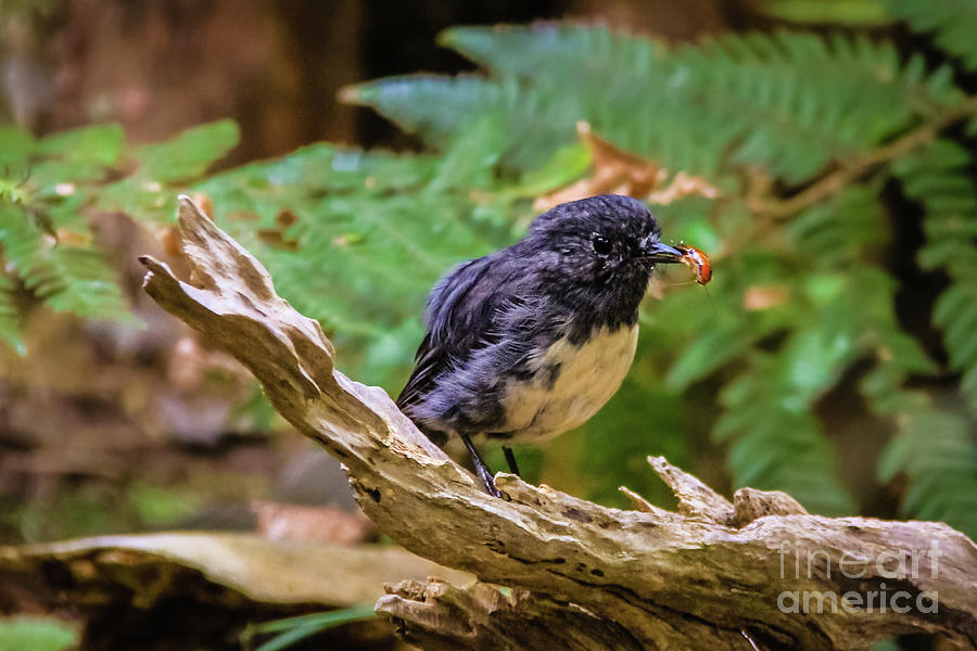 Stewart Island robin having lunch Photograph by Lyl Dil Creations