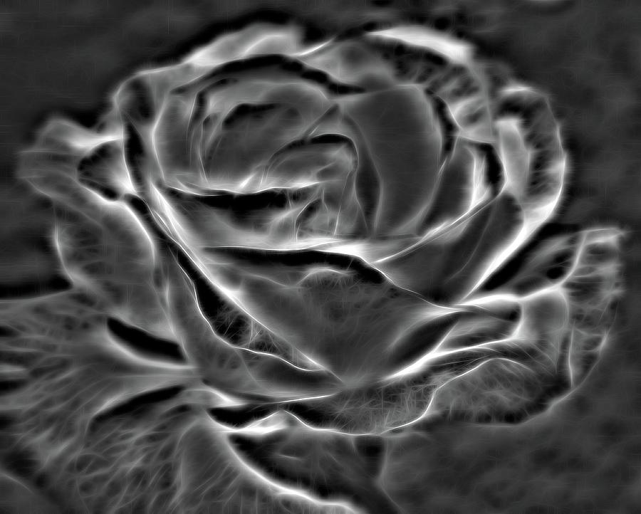 Black Rose Photograph by Athala Bruckner