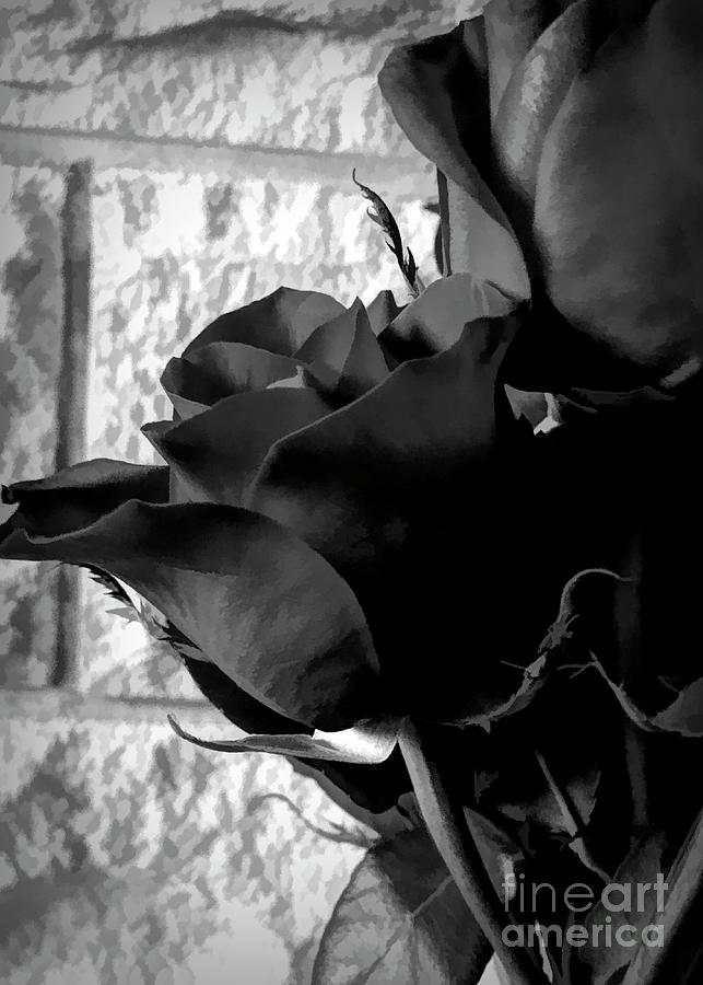 Black Rose Drama Photograph by Luther Fine Art