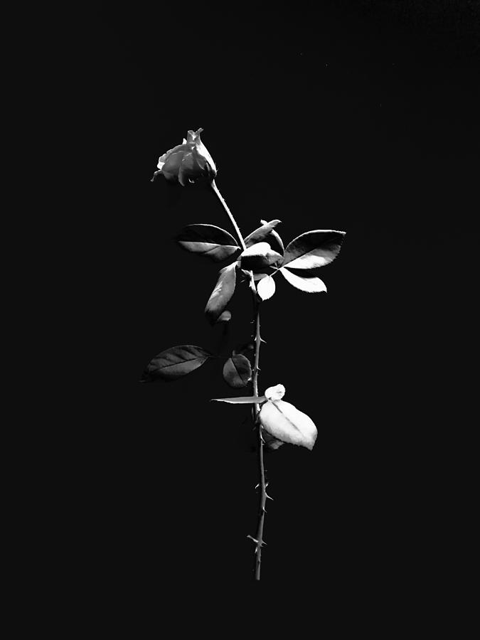 Black Rose Photograph by Eugenio Saenz Jr Fine Art America