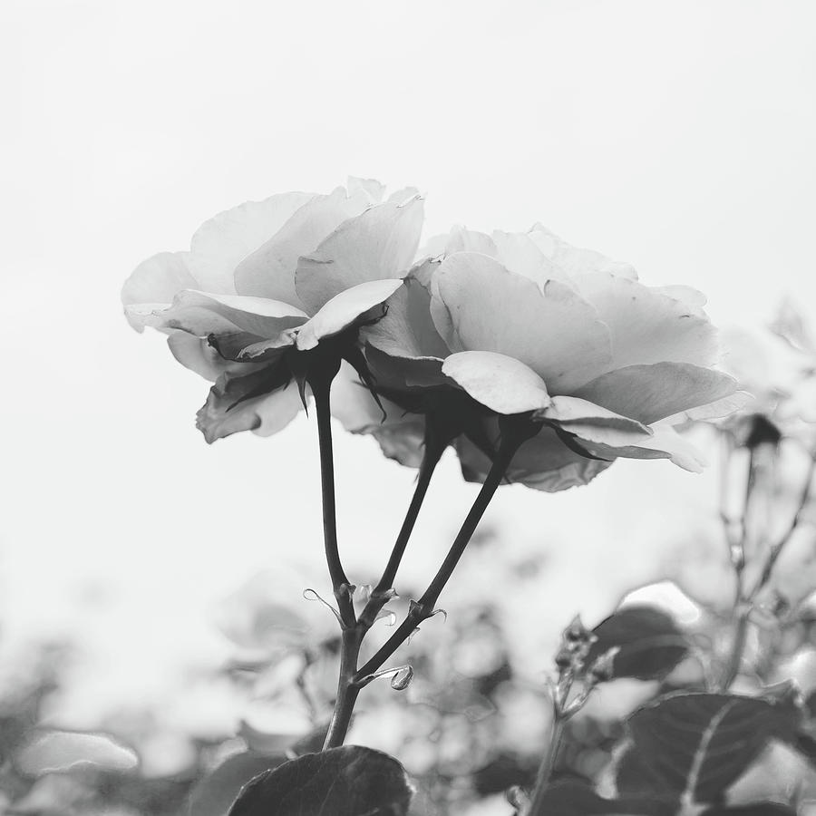 Jar Photograph - Black Rose  by TheMilkyWay SixOneSix