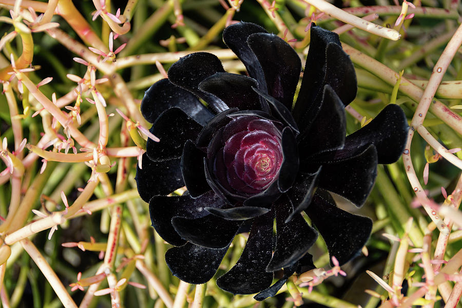 Nature Photograph - Black Rose Tree Bloom by Robert VanDerWal