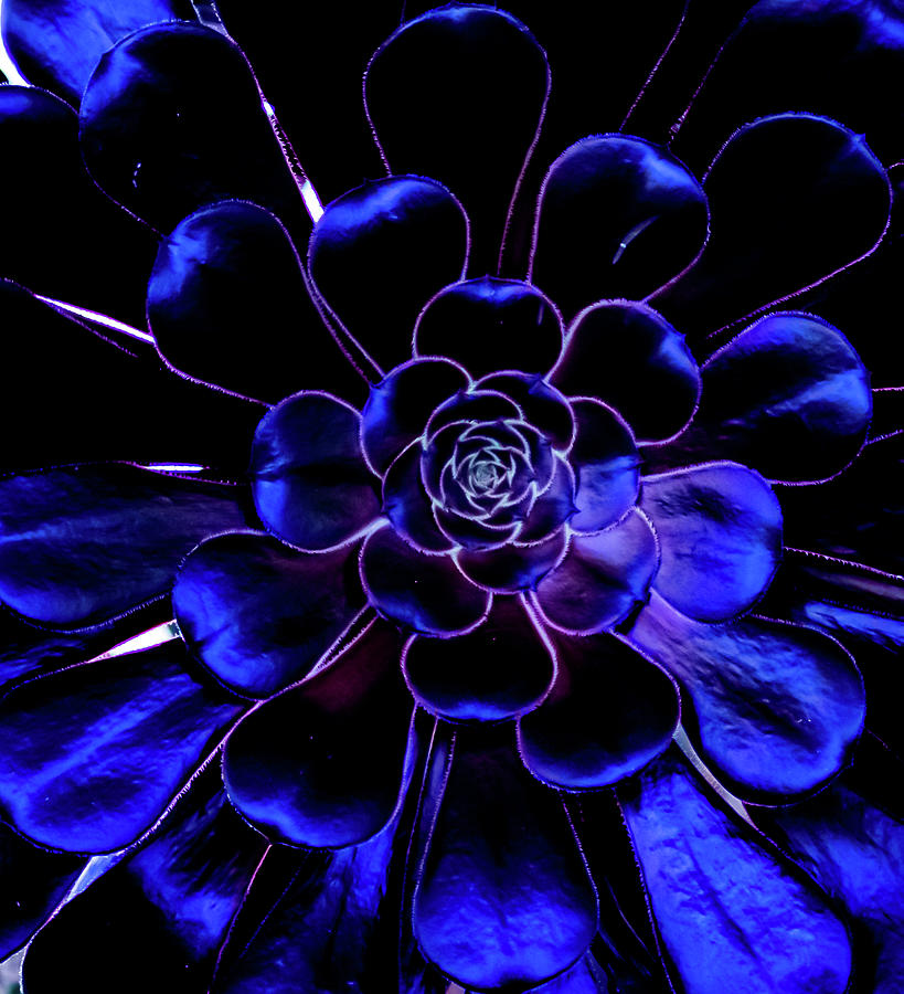 Black Rose Zwartkopf Aeonium Photograph by Len Bomba