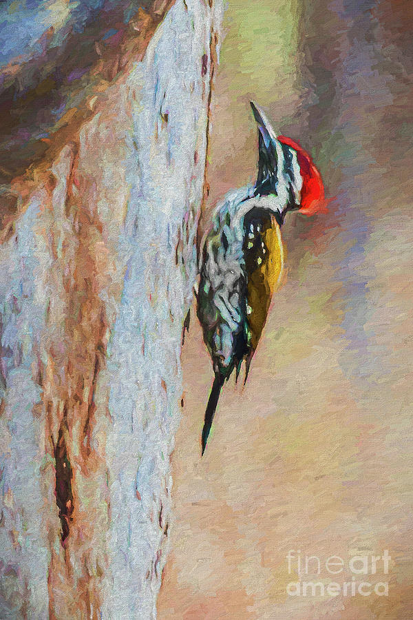 Woodpecker Digital Art - Black-rumped Flameback aka Lesser Goldenback by Liz Leyden