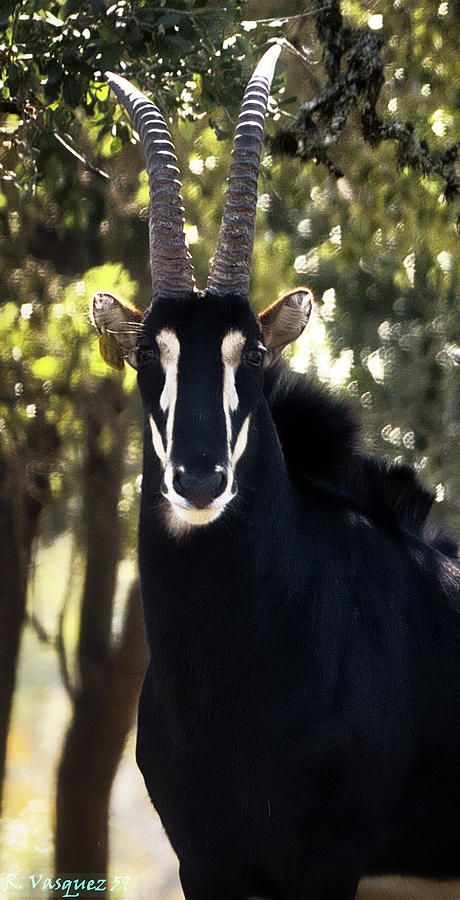 Black Sable Antelope 3 Photograph by Rene Vasquez