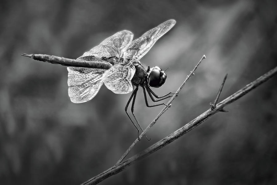 Black Saddlebags Dragonfly Photograph by Nikolyn McDonald