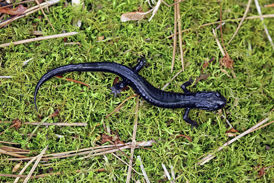 Black Salamander Photograph
