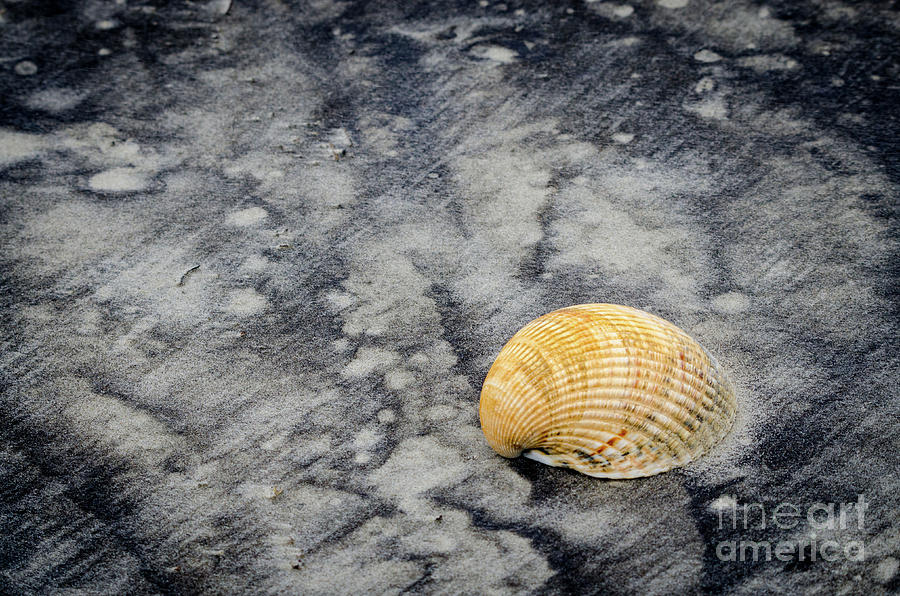 Black Sands and Seashell on the Shore Coastal / Nature Photograph Photograph by PIPA Fine Art - Simply Solid