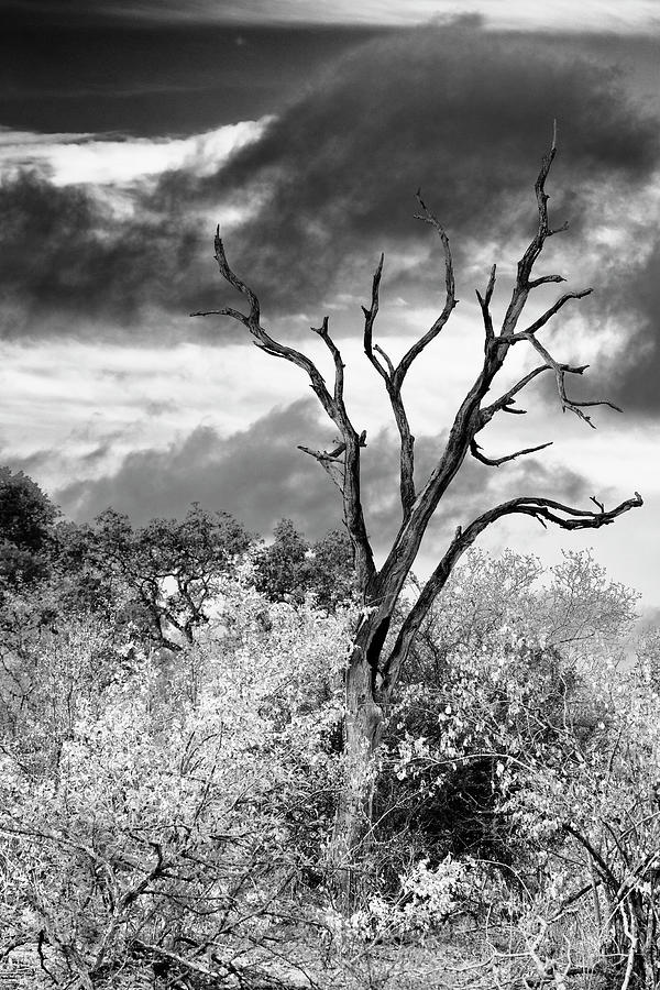 Black Savanna Series - Acacia Tree Photograph by Philippe HUGONNARD
