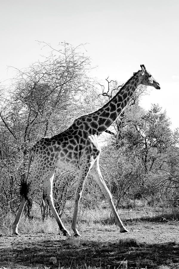 Black Savanna Series - African Giraffe Photograph by Philippe HUGONNARD Black Savanna Series - African Giraffe Photograph by Philippe HUGONNARD