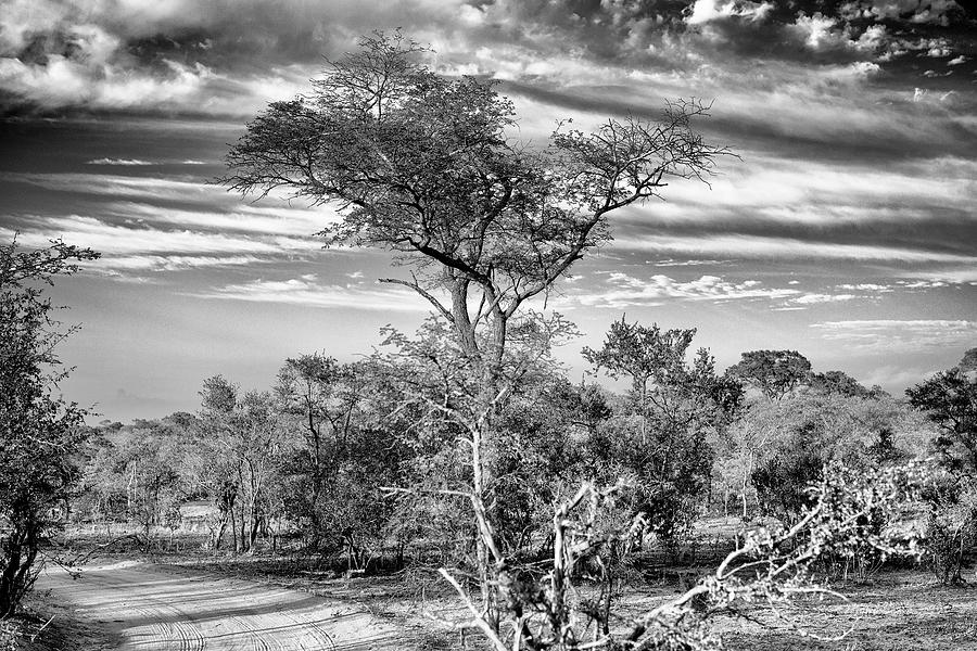 Black Savanna Series - African Landscape  Photograph by Philippe HUGONNARD