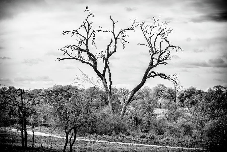 Black Savanna Series - Bald Tree Photograph by Philippe HUGONNARD