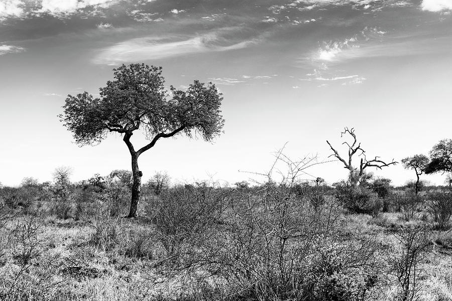 Black Savanna Series - Beautiful Kruger Landscape Photograph by Philippe HUGONNARD