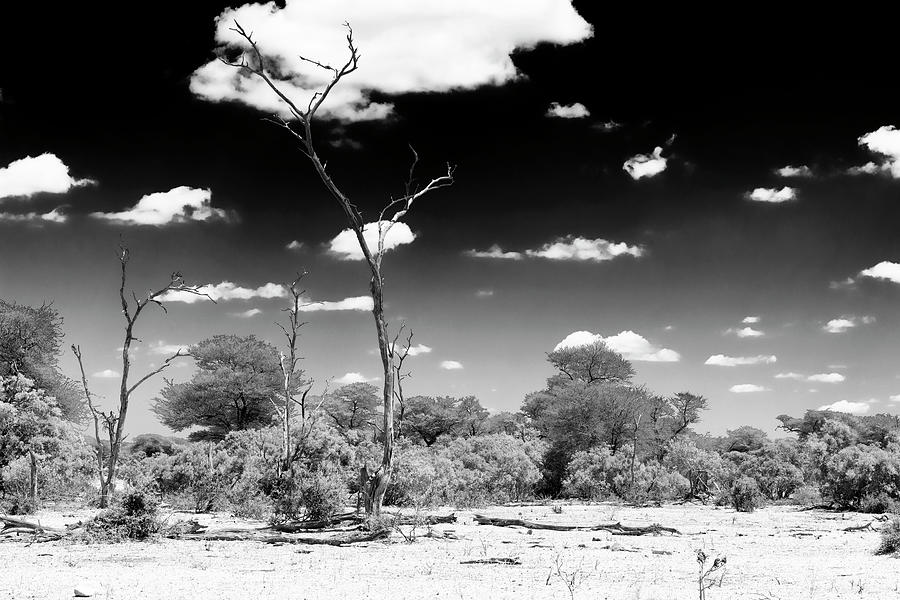 Tree Photograph - Black Savanna Series - Black Sky by Philippe HUGONNARD