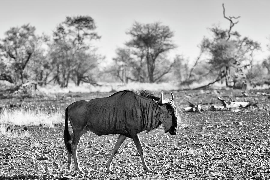 Wildlife Photograph - Black Savanna Series - Blue Wildebeest by Philippe HUGONNARD