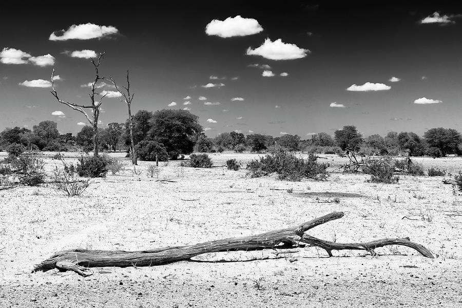 Tree Photograph - Black Savanna Series - Dead Tree Landscape by Philippe HUGONNARD