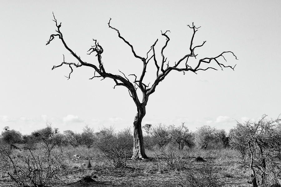 Tree Photograph - Black Savanna Series - Dry Dead Tree I by Philippe HUGONNARD