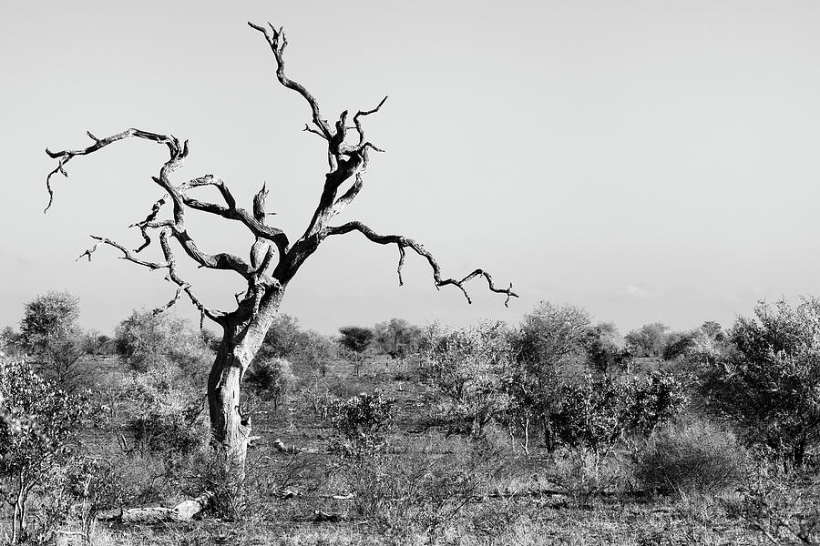 Tree Photograph - Black Savanna Series - Dry Dead Tree by Philippe HUGONNARD