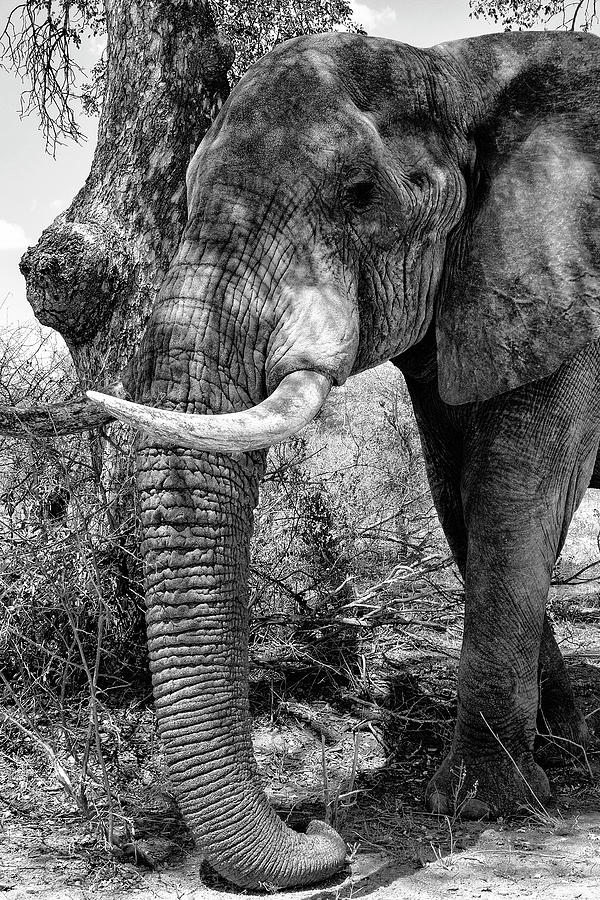 Wildlife Photograph - Black Savanna Series - Elephant Trunk by Philippe HUGONNARD