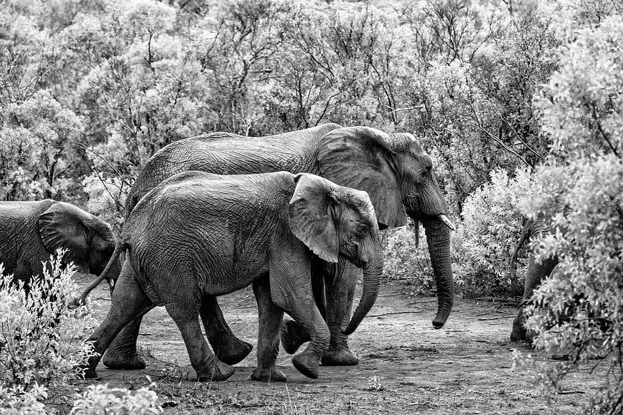 Wildlife Photograph - Black Savanna Series - Elephants Family by Philippe HUGONNARD