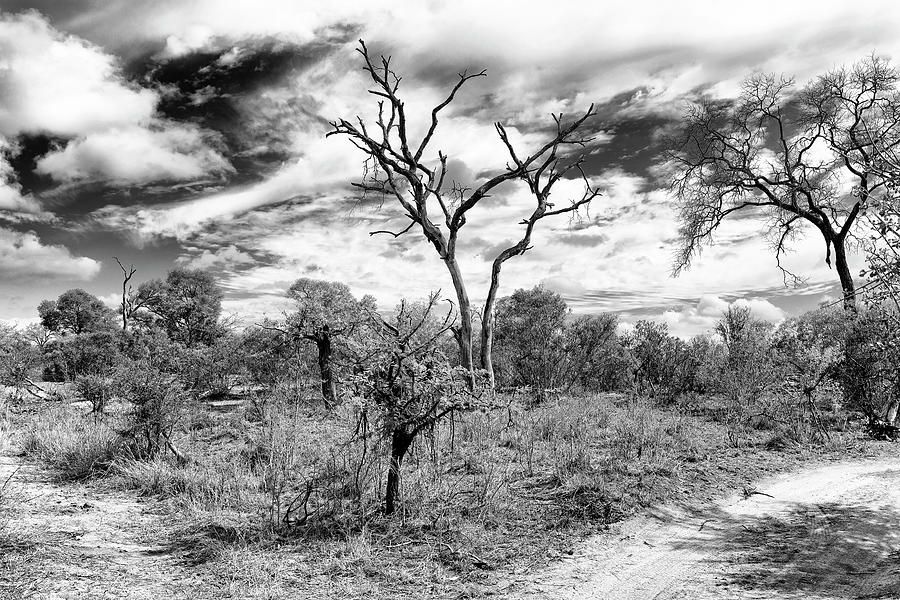 Tree Photograph - Black Savanna Series - Kruger Landscape by Philippe HUGONNARD