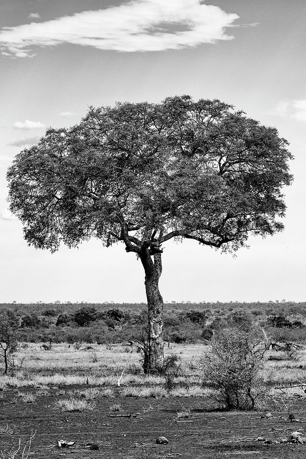 Tree Photograph - Black Savanna Series - Lonely by Philippe HUGONNARD