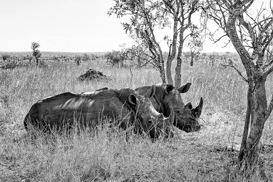 Black Savanna Series - Mr. and Mrs. Rhino Photograph by Philippe ...