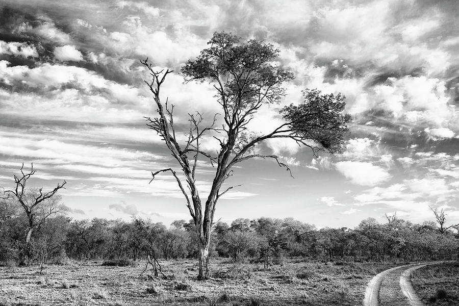 Black Savanna Series - Safari Path Photograph by Philippe HUGONNARD