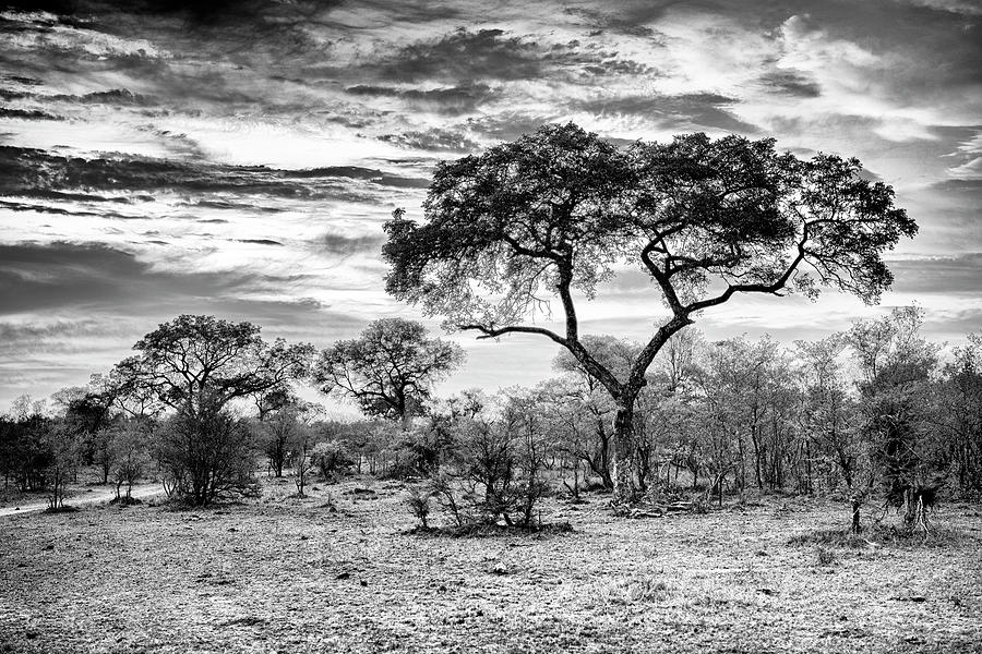 Black Savanna Series - Sunset Trees Photograph by Philippe HUGONNARD