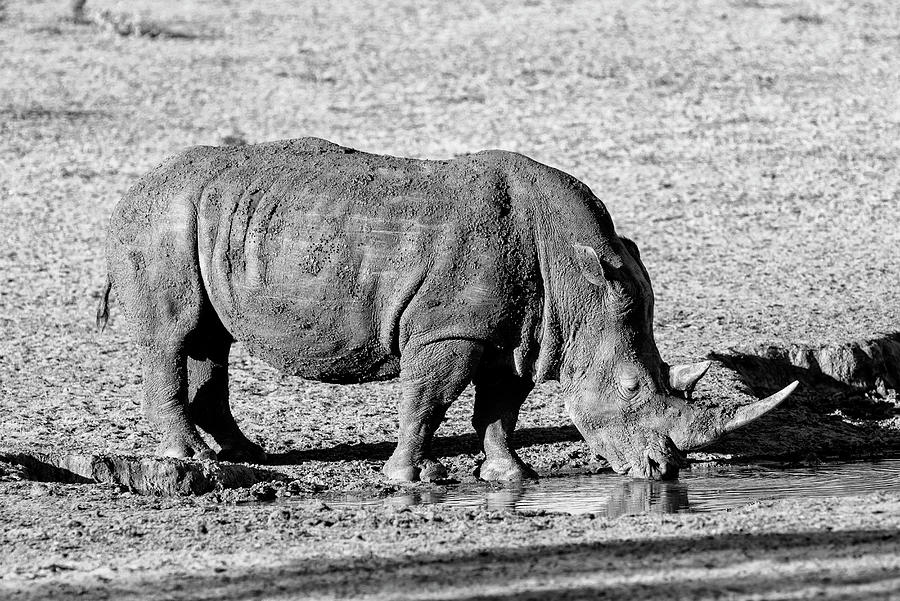 Black Savanna Series - The Rhinoceros Photograph by Philippe HUGONNARD