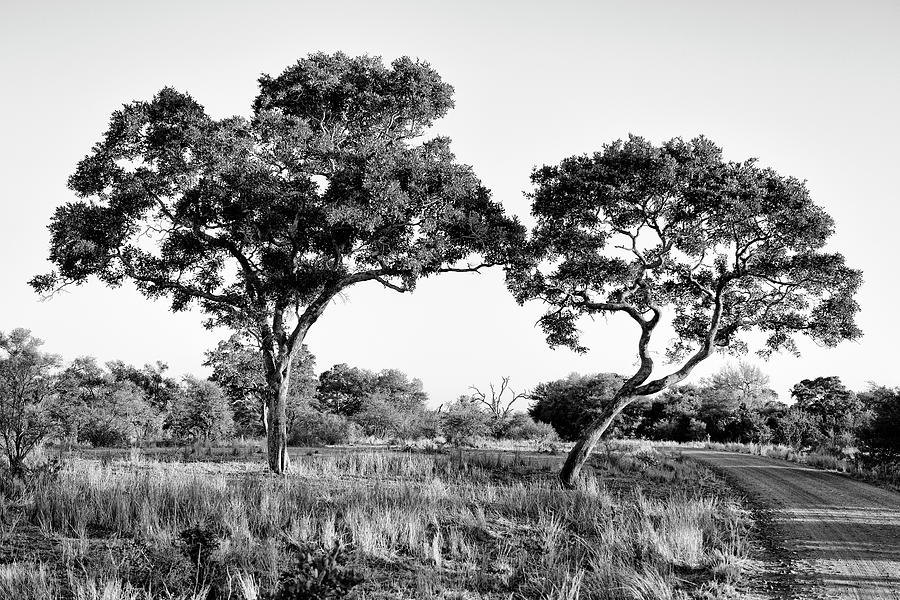 Black Savanna Series - Trees Savanna Nature Photograph by Philippe HUGONNARD